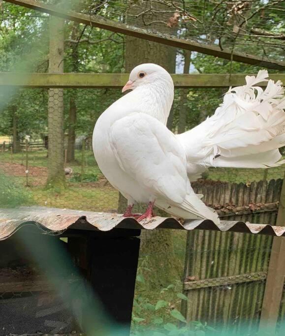 Maisonnette En Clairiere De Foret Gambais Exteriör bild