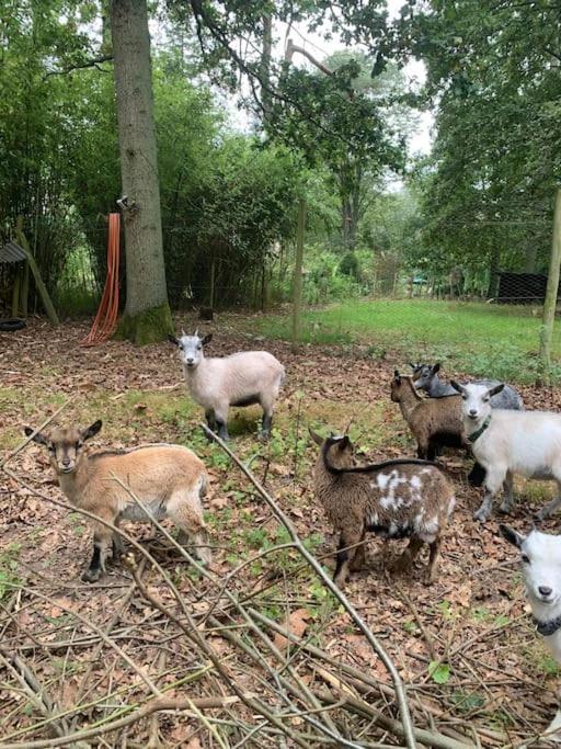 Maisonnette En Clairiere De Foret Gambais Exteriör bild