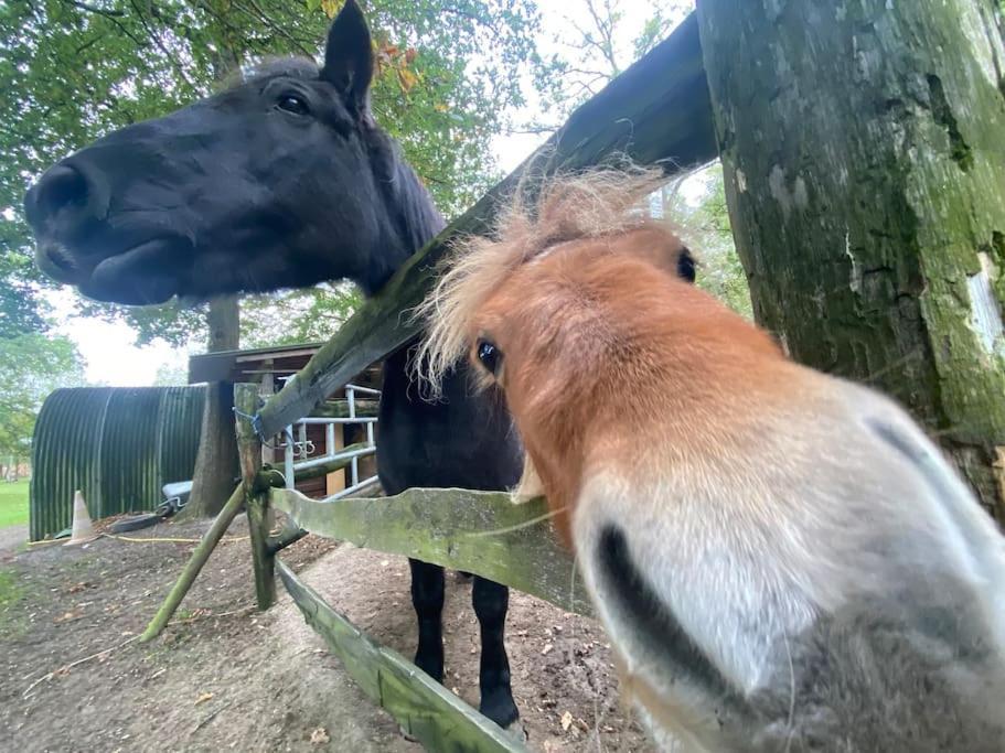 Maisonnette En Clairiere De Foret Gambais Exteriör bild
