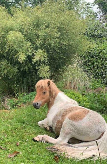 Maisonnette En Clairiere De Foret Gambais Exteriör bild